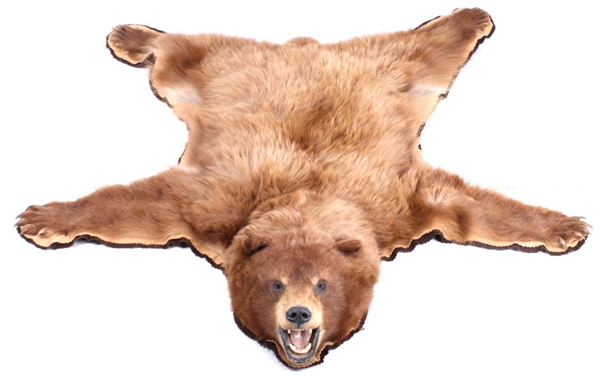 Montana Cinnamon Black Bear Trophy Rug: This lot features a beautiful Montana cinnamon black bear rug. The black bear hide has been professionally done by a taxidermist. The bear has a excellent cinnamon tone. The rug is not experiencing sh