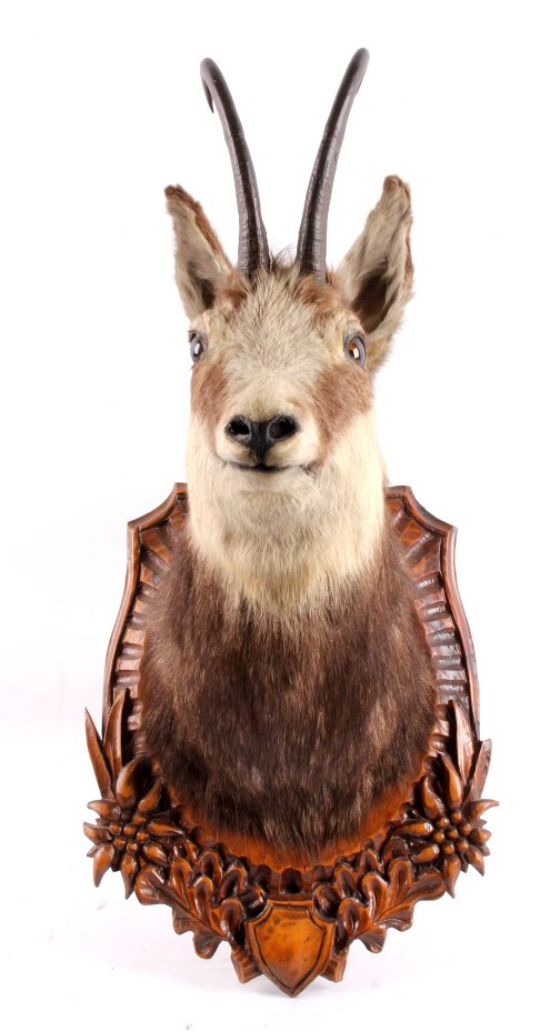 Early Black Forest Mounted Chamois 19th-20th: This is an antique Black Forest mounted Chamois. This is a fantastic taxidermy mount with a beautiful Black Forest carved plaque. The mount is in good condition. It measures 11.75" wide and 25" tall.
