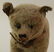 11" L. UNMARKED ANTIQUE MOHAIR BEAR ON WHEELED BASE. - 2