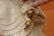 ANTIQUE FRENCH FASHION BISQUE HEAD DOLL. - 6