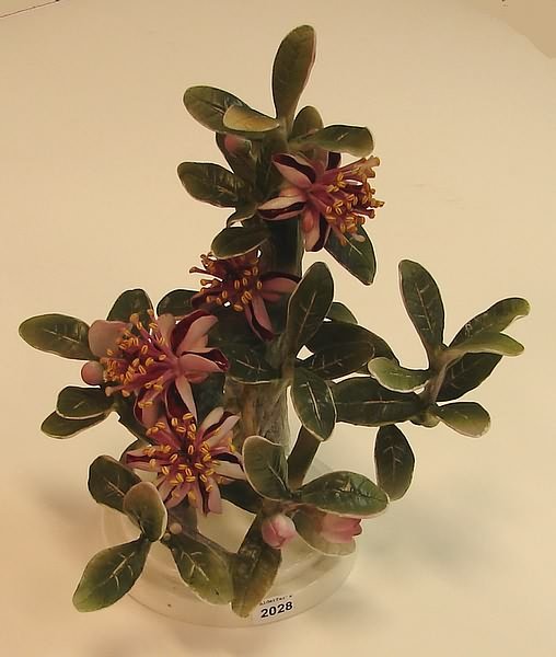 Dorothy Doughty Mexican Feijoa and Ladybird Cock