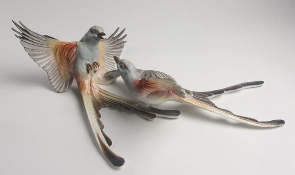 Dorothy Doughty Scissor Tailed Flycatchers