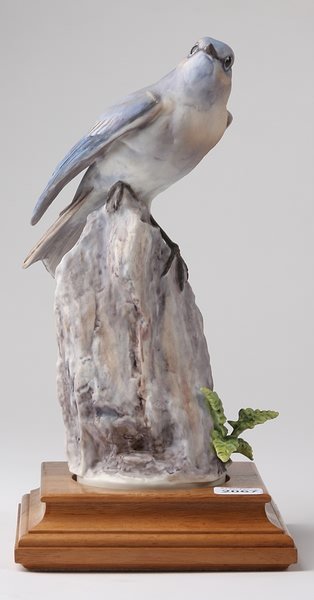 Dorothy Doughty Mountain Bluebird Cock and Spleen