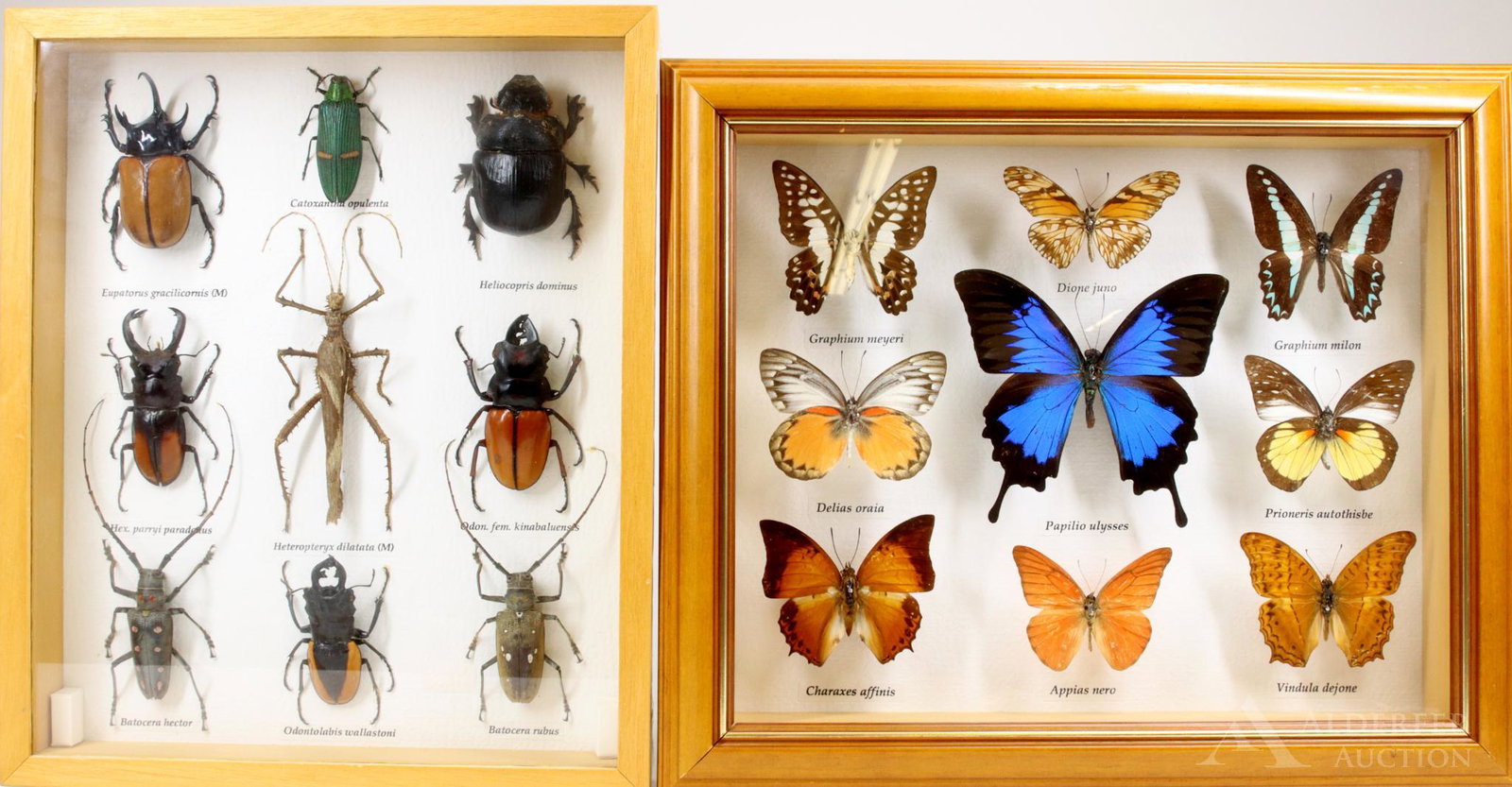 Mounted Insect Grouping: Mounted insect specimens including the Papilio ulysses also known as the "Blue Emperor" butterfly and the Heteropteryx dilatata also known as the "Malayan Jungle Nymph". 12"h x 10"w framed and 11"h