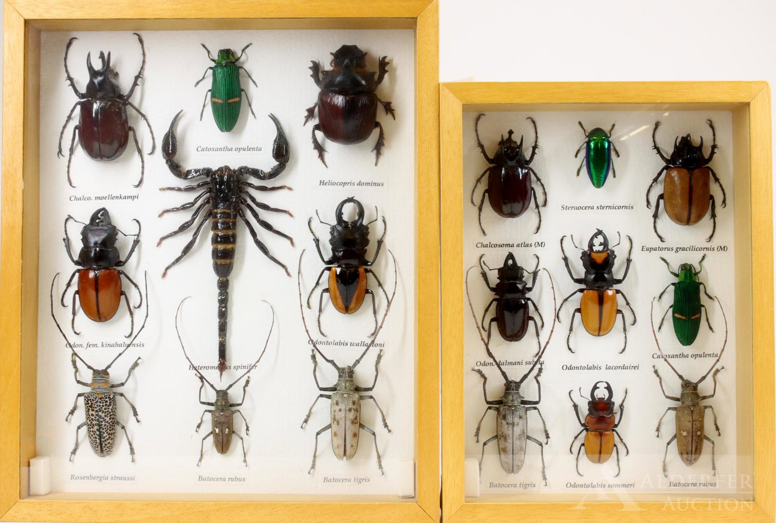 Mounted Insect Grouping: Mounted insect specimens including the Odontolabis lacordairei beetle, Heterometrus spinifer, also known as the Giant Forest Scorpion and the Heliocopris dominus which is the largest of the dung be