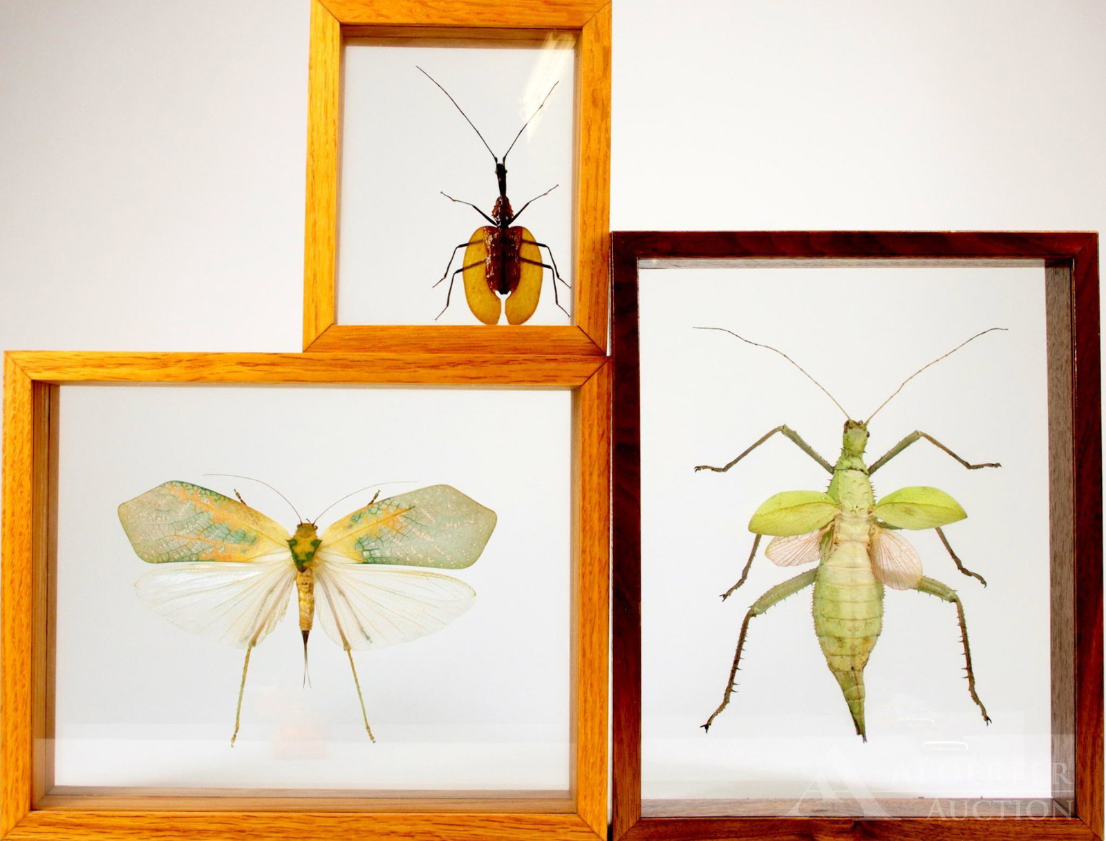 Mounted Insect Grouping: Mounted insect specimens including the Sasima Sp. (Katydid), Mormlyce phyllodes (Violin beetle) and a male Heteropteryx dilatata, also known as the Malayan jungle nymph. 6"h x 5"w framed, 8"h x 10"w f