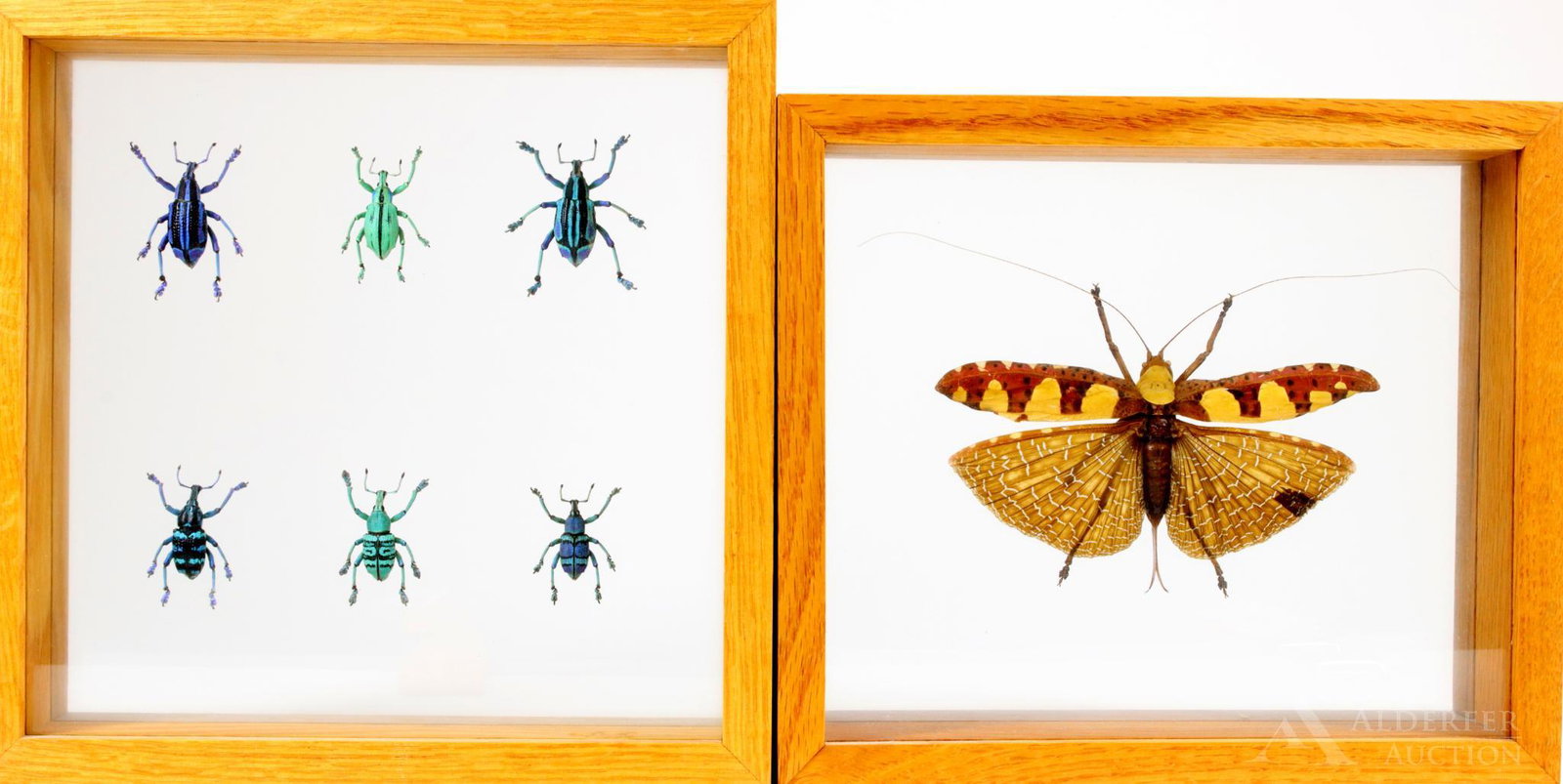 Mounted Insect Grouping: Mounted insect specimens including the Eupholus bennetti beetle from New Guinea and the Sanaa intermedia grasshopper from Malaysia, also known as the camouflaged leaf Mimic Katydid. 7"h x 8"w frame