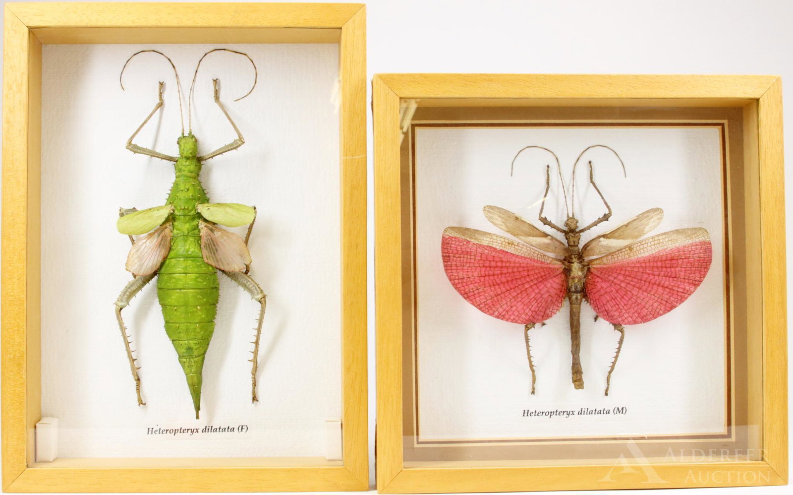Mounted Insect Grouping: Mounted insect specimens including male and female Heteropteryx dilatata, also known as the Malayan jungle nymph. 10"h x 7.5"w framed and 8.5"h x 8.5"w framed