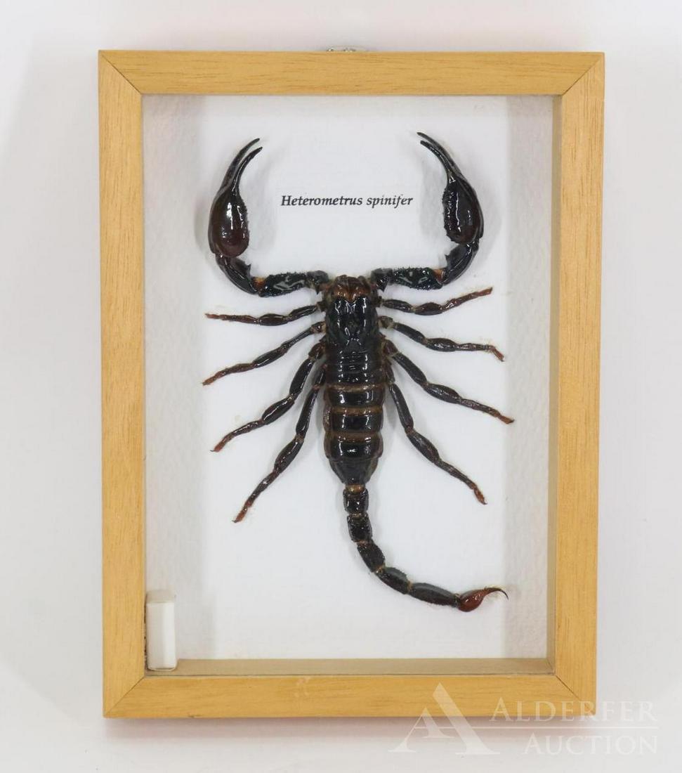 Black Scorpion Specimen (1 of 4)