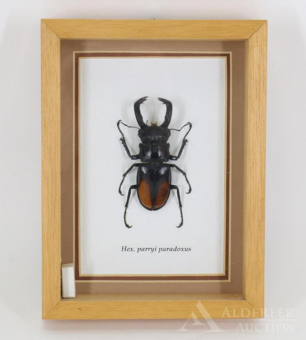 Giant Stag Beetle Specimen: Hex. parrying paradoxus, in a shadow box. The box is 8”h x 6”w x 1.5”d