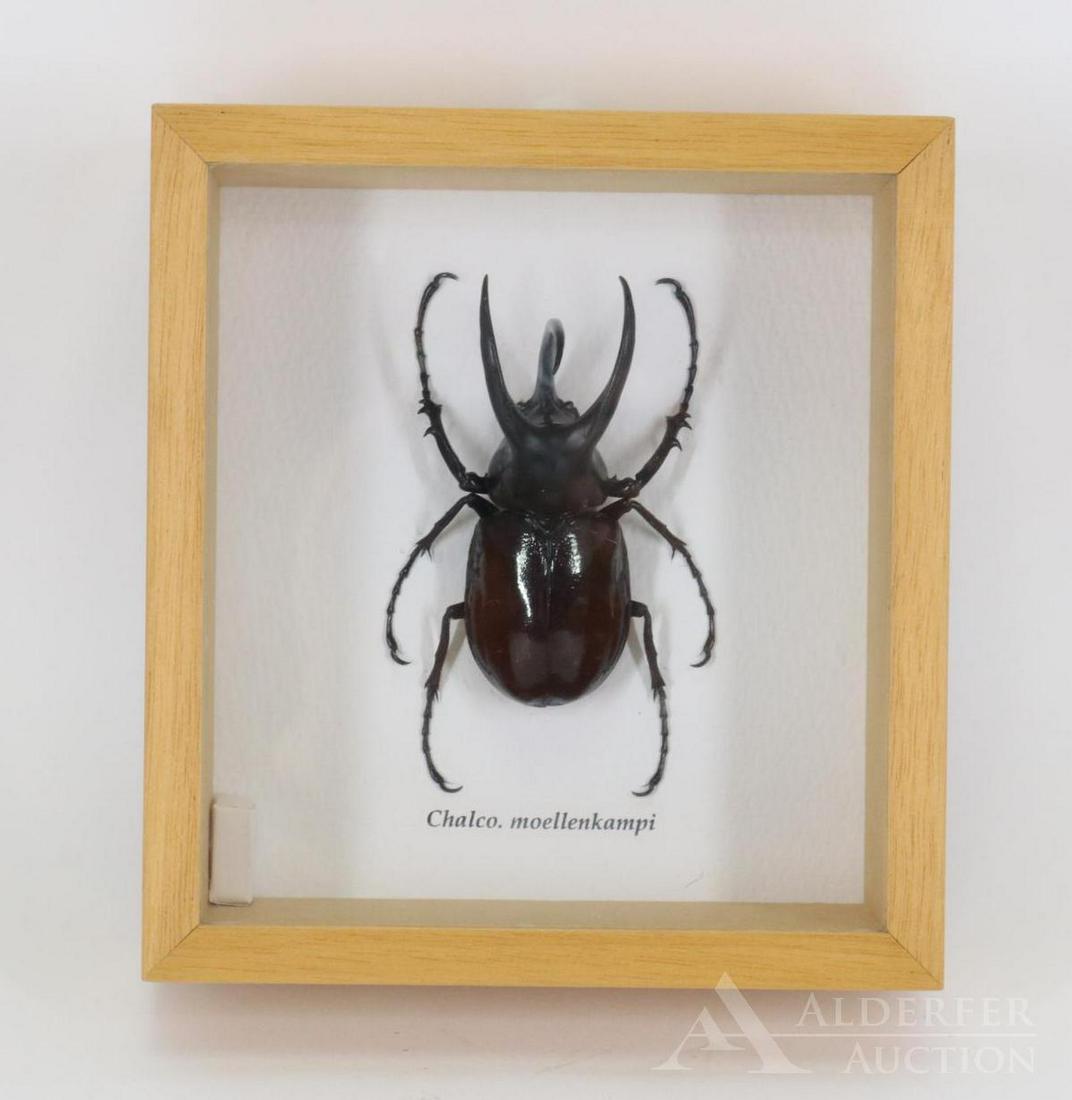 Rhinoceros Beetle Specimen: Chalco. moellenkampi, in a shadow box 7”h x 6.5”w x 2.5”d
