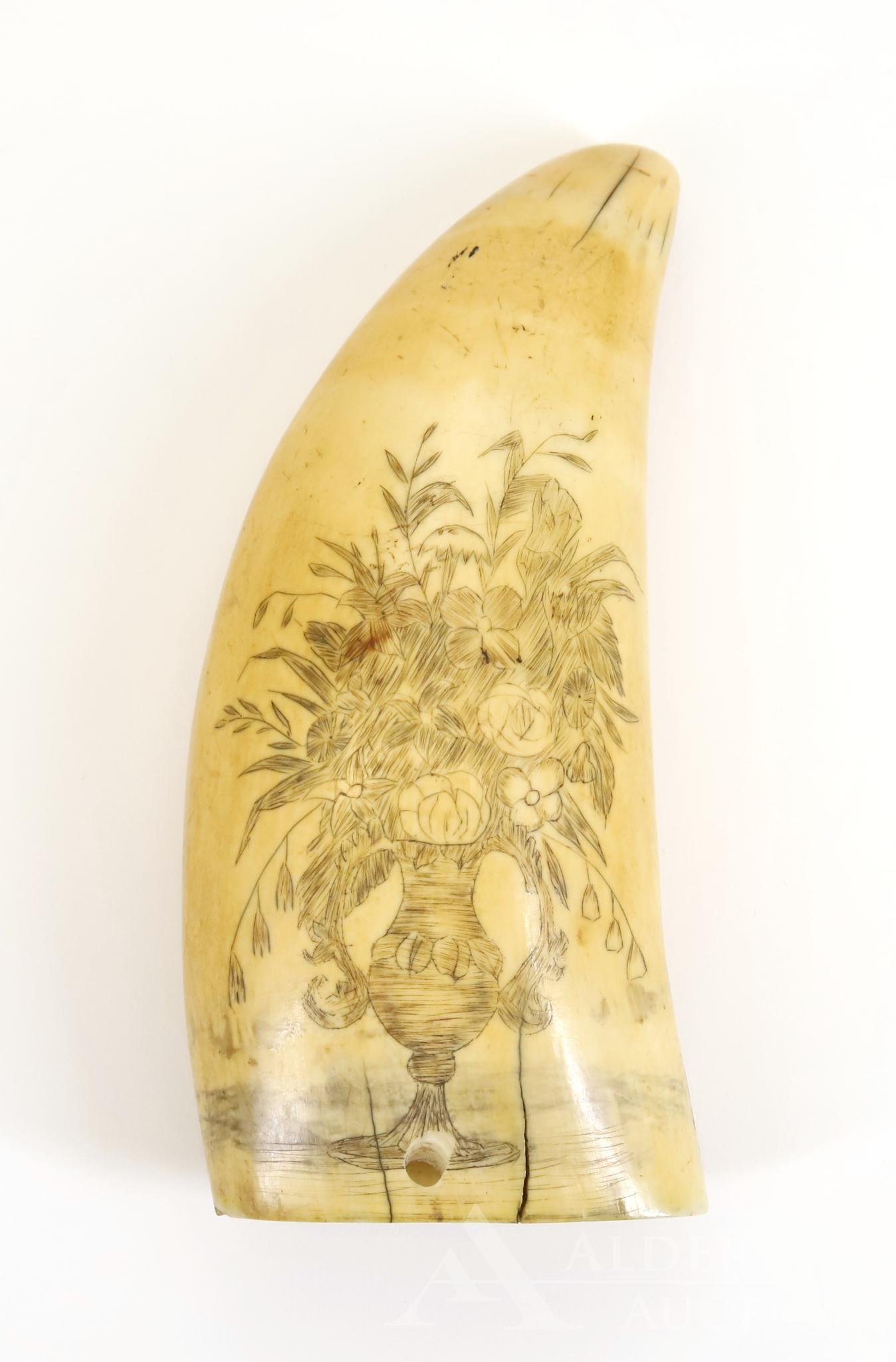 19th Century Scrimshaw Whale's Tooth: Scrimshaw whale's tooth presenting image of floral bouquet in vase. Tooth is holed at bottom edge three times and exhibits some cracks and toning. Tooth dates from the early/mid 19th century. Tooth me