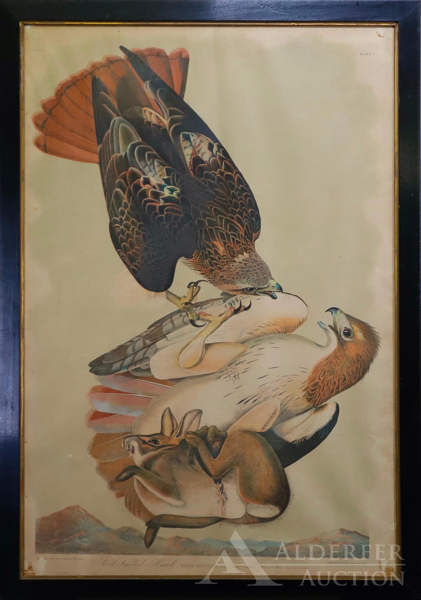 After John James Audubon (1785 - 1851) (1 of 11)