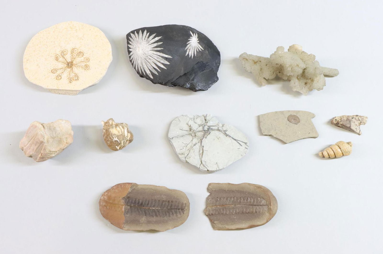 Fossil Specimens (1 of 10)