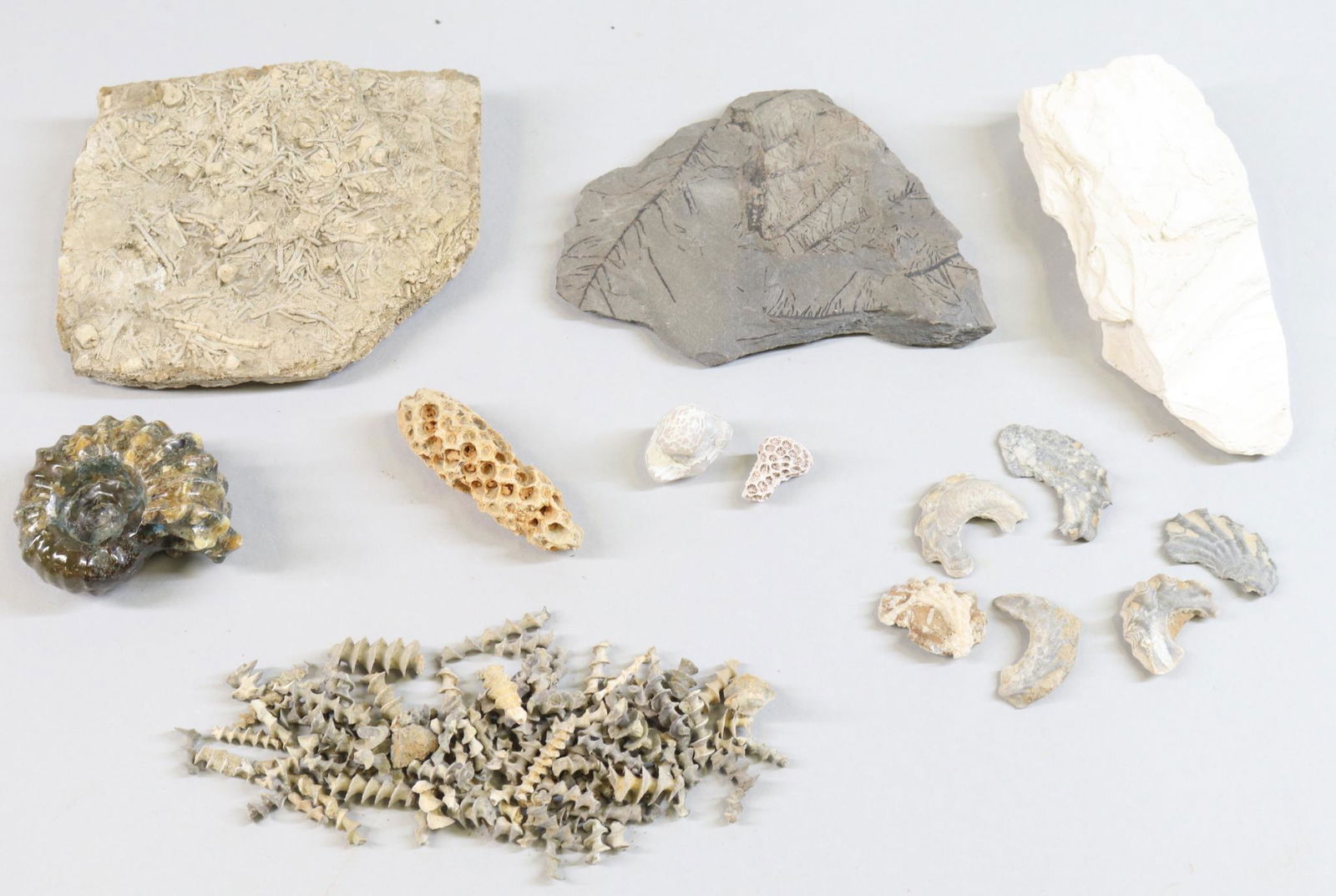 Fossil & Mineral Specimens (1 of 10)