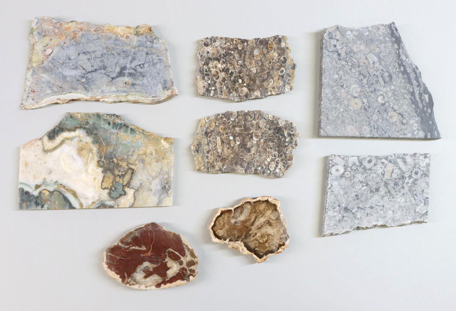 Mineral & Fossil Specimen Slabs (1 of 8)