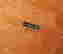 item-137252507=8