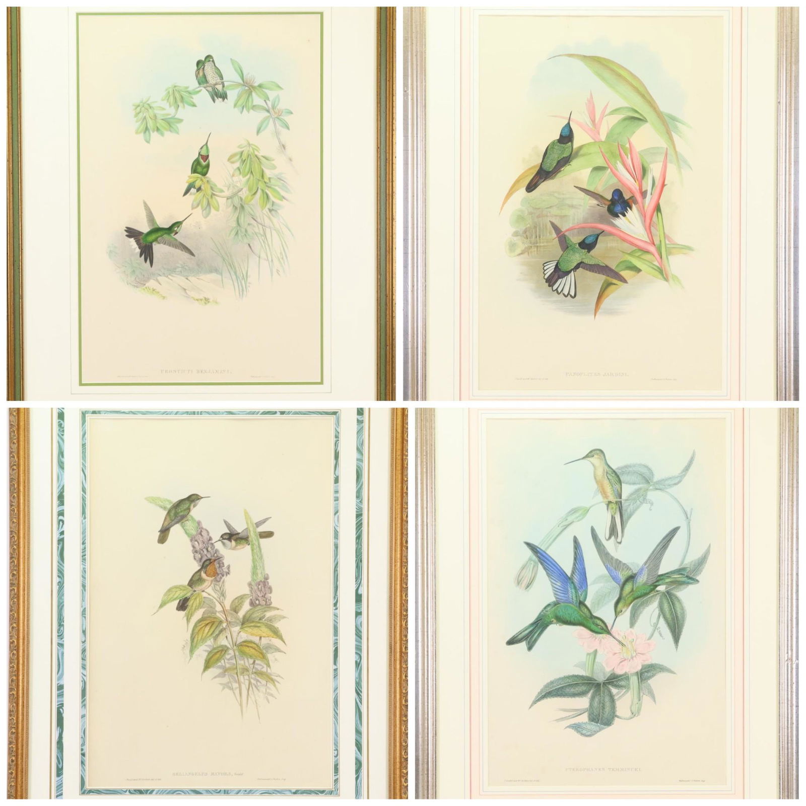 John Gould (1804-1881) and H.C. Richter (1821-1902) (1 of 19)