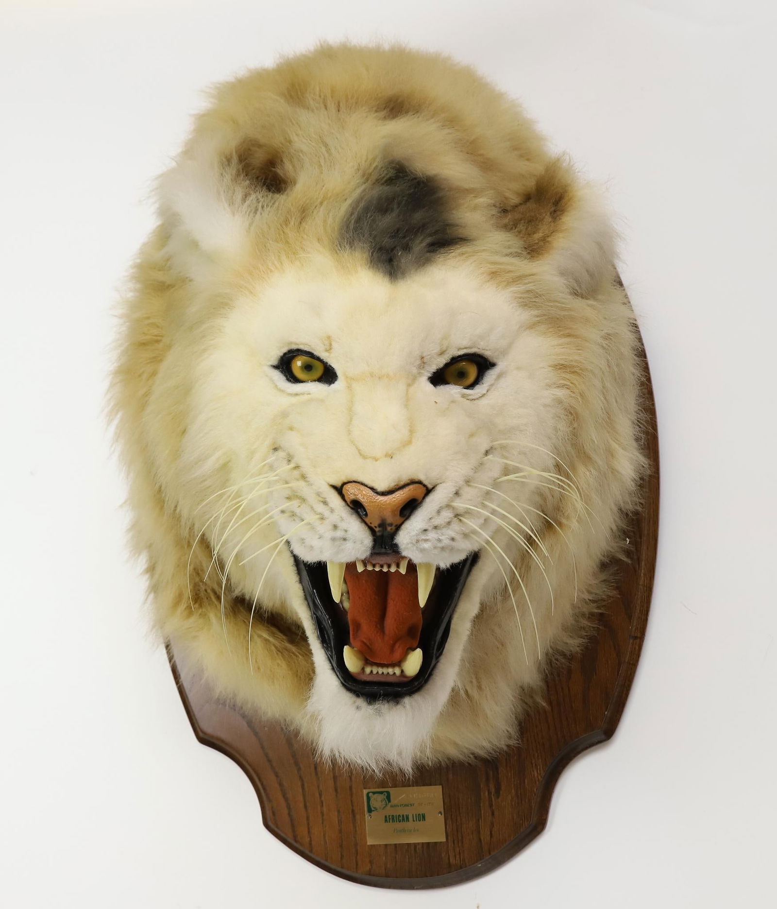 Faux African Lion's Head Wall Mount: Faux lion taxidermy bust mount with a brass plate labeled "Anderson Rain Forest RF-179 African Lion Panthera leo". Mount is attached to an oak plaque. 44"h x 32"w x 30"d