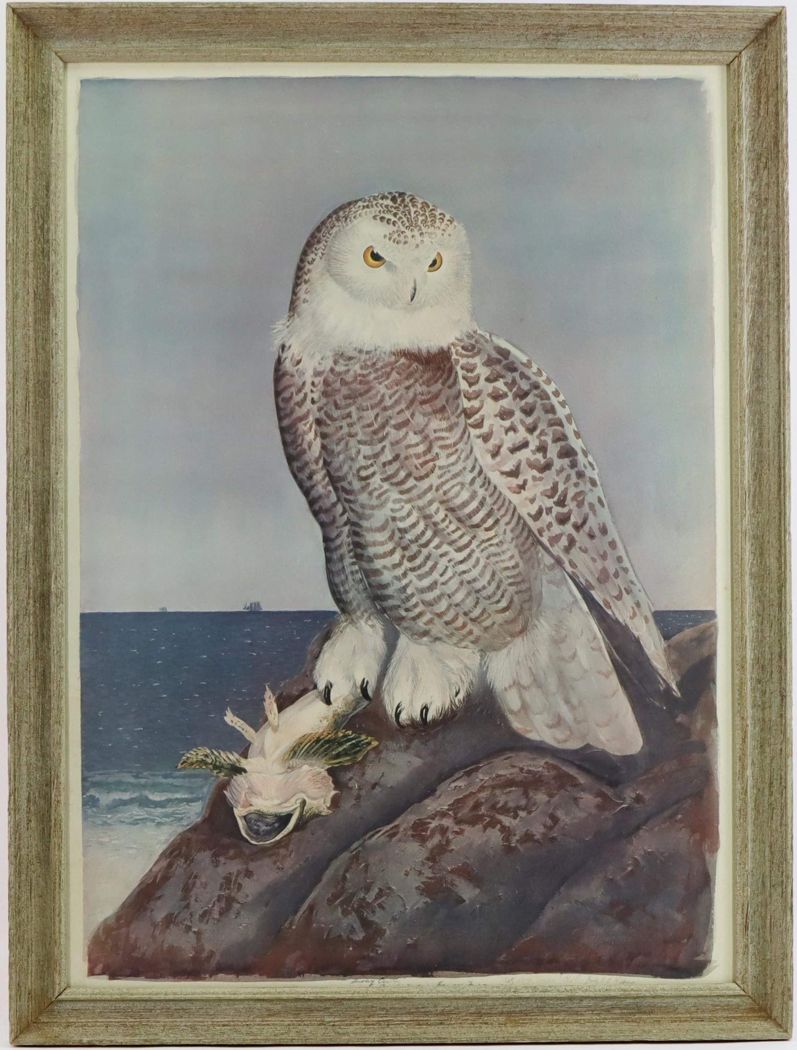 Carroll Tyson Print of Snowy Owl (1 of 6)