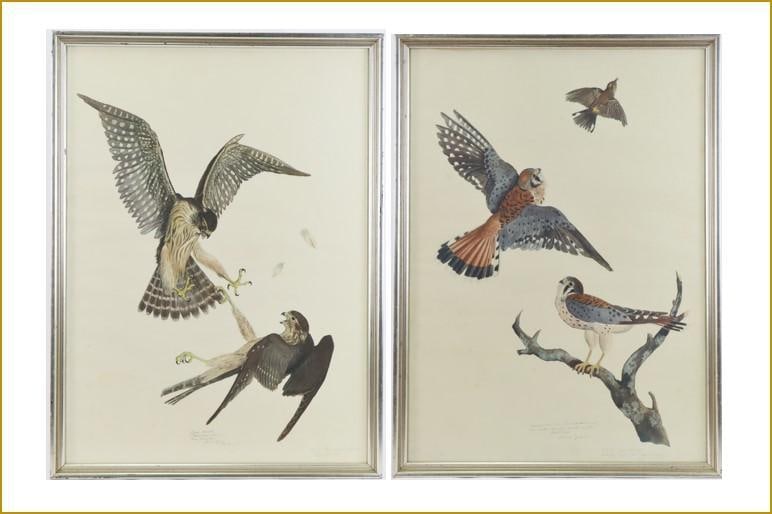 Pair of Carroll Tyson Prints (Sparrow Hawks & Pigeon Hawks) (1 of 7)