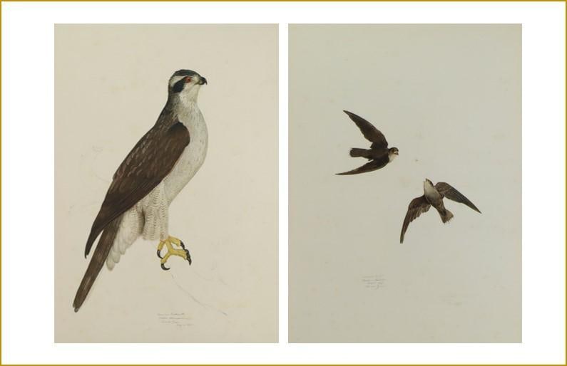 Pair of Carroll Tyson Prints (American Swift & American Goshawk) (1 of 11)