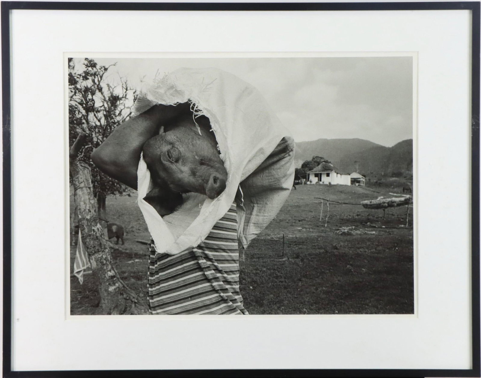 Susan Bank (b. 1938): Silver Gelatin print, "Pig Man" from photographer's "Cuba: Campo Adentro" series. 12.5"h x 19"w sight and 20.25"h x 25.5"w framed