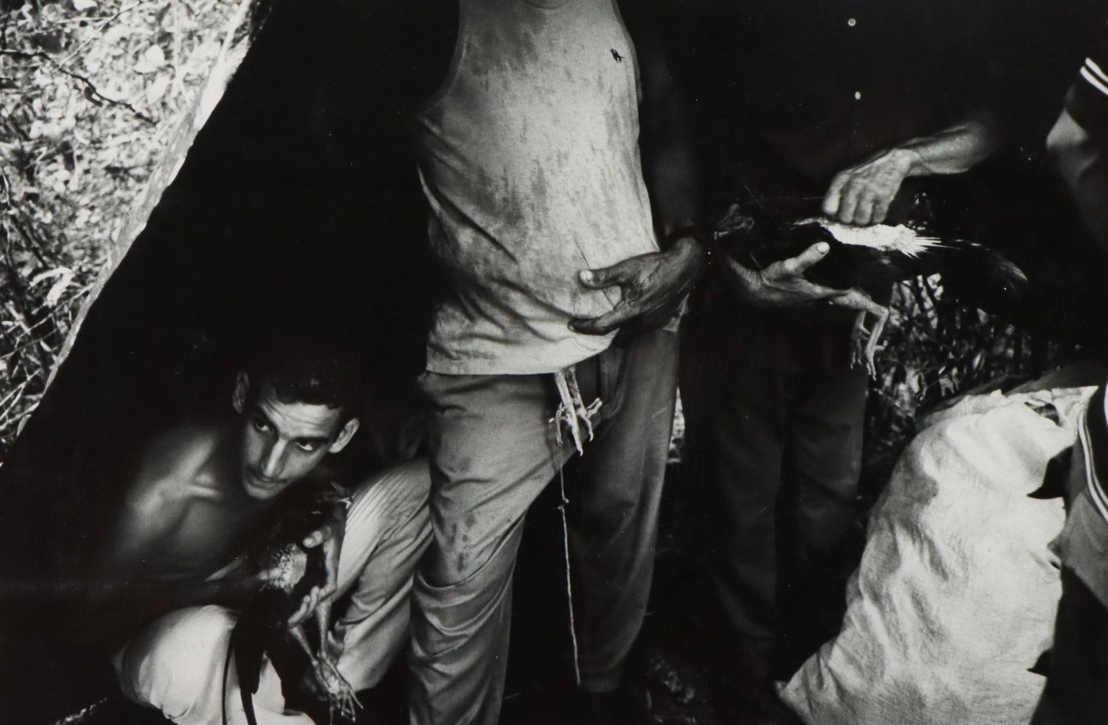 Susan Bank (b. 1938): Silver Gelatin print, "Young Boy at Cockfight" from photographer's "Cuba: Campo Adentro" series. 12.5"h x 19"w sight and 20.25"h x 25.5"w framed