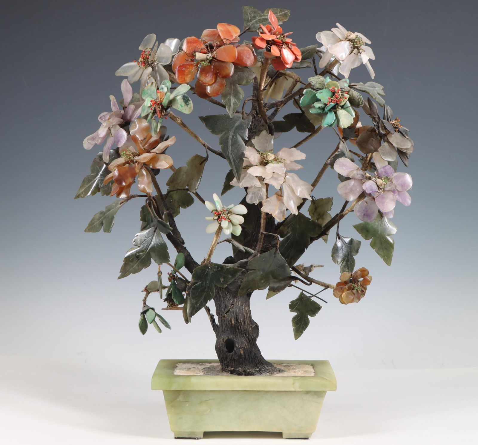 Chinese Jade Tree (1 of 6)