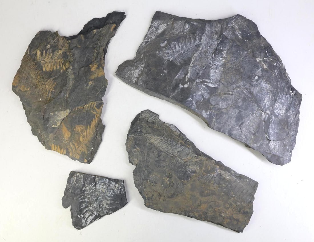 Fossils: Seed Fern fossils (4), largest 12"w.