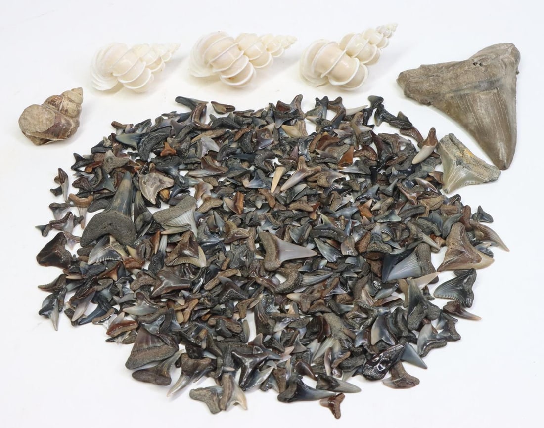 Marine Specimens: Marine specimens and fossils, including Epitonium Scalare (3) 21.4g, Megaladon fossils 91.5g (Calvert Cliffs, Maryland), Gastropoda Stromboidea 23.8g (Powder River, Montana) and shark tooth fossil ass