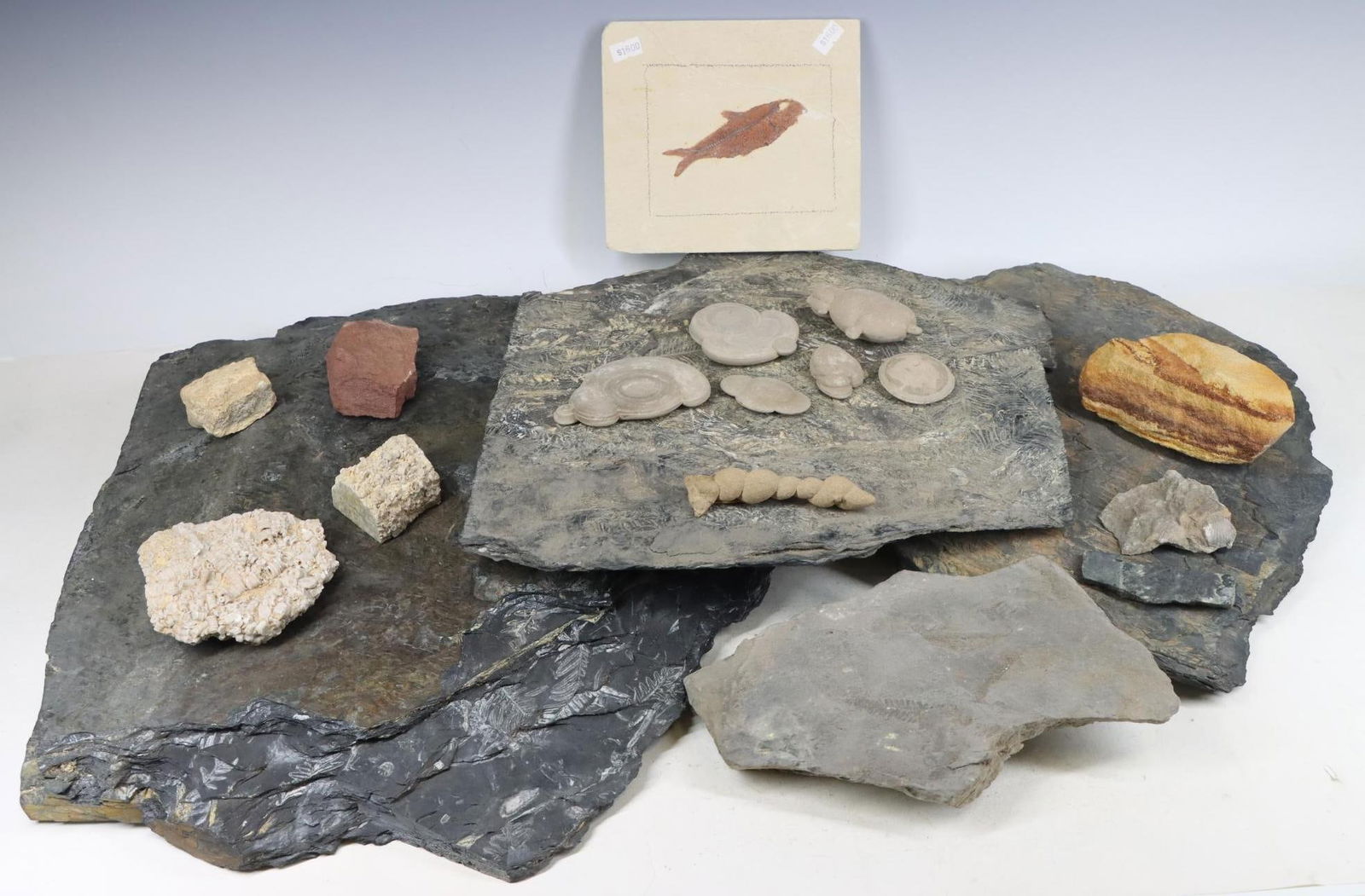 Fossils, Paul Seel Collection & Mineral Specimens (1 of 17)