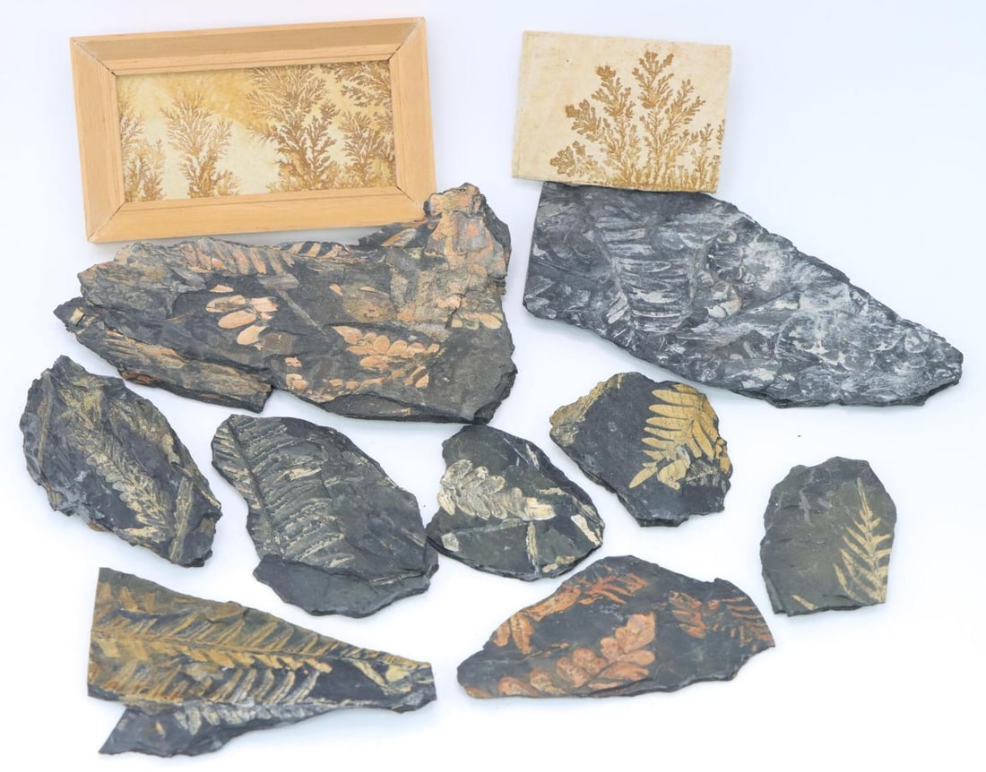Fossils & Dendrites: Dendrites (2), one framed, both from Eichstatt, Germany. Assorted fern fossils.