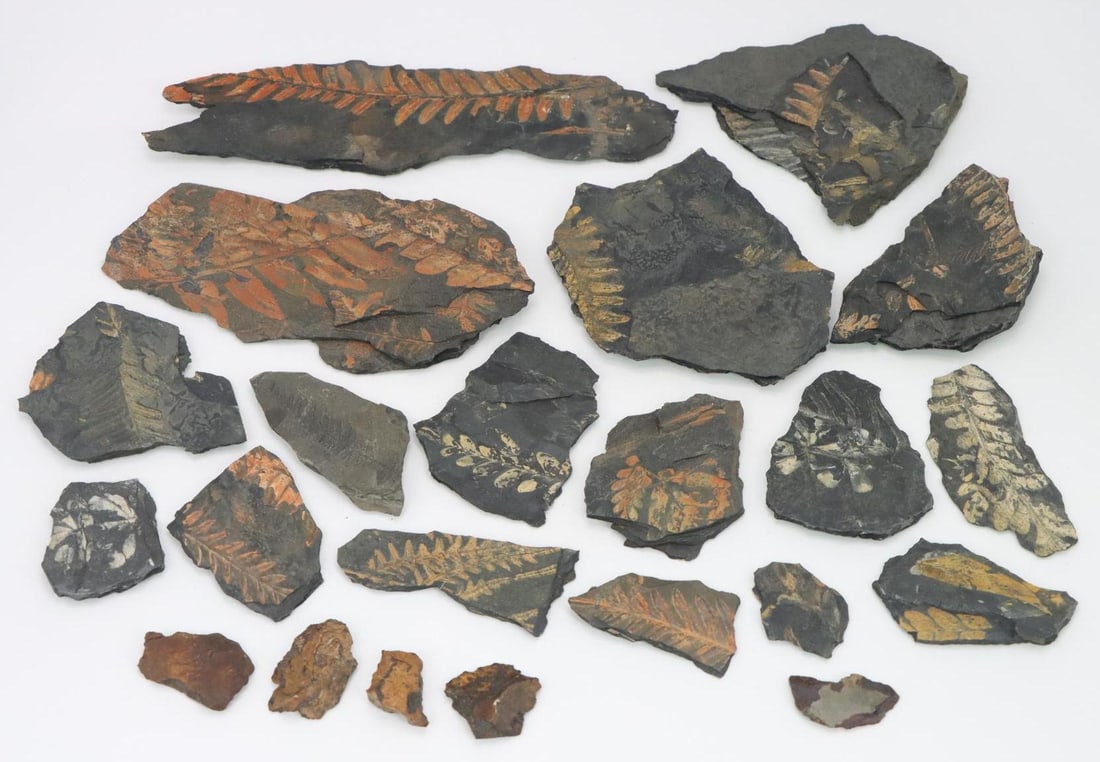 Fern Fossils & Meteorite Specimens (1 of 7)