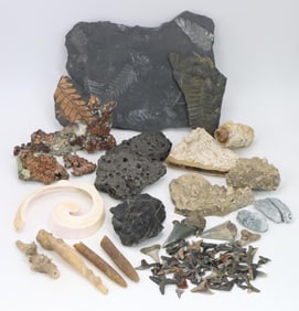 Fossils & Mineral Specimens