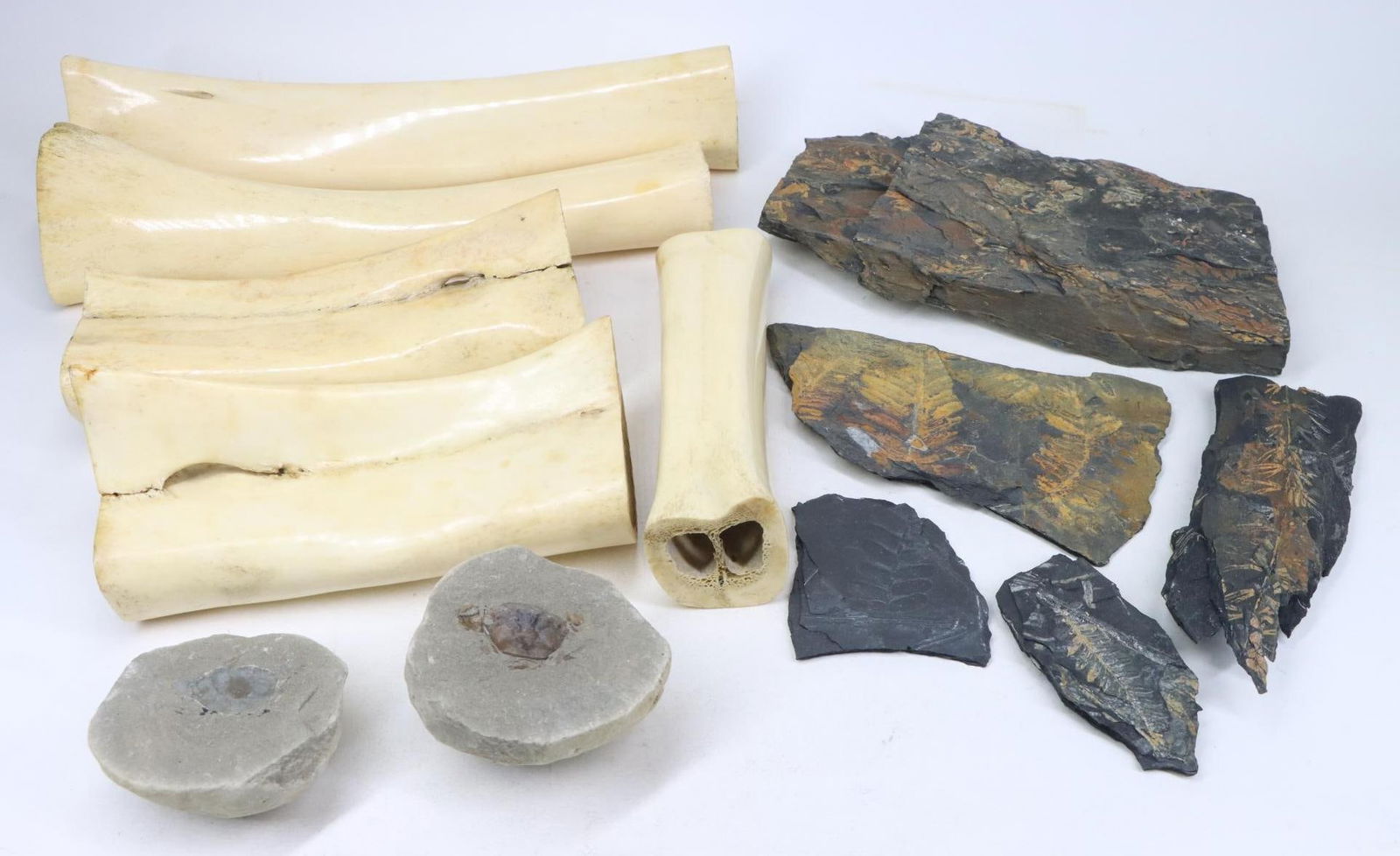 Fossil and Bone Specimens: Fossilized crab, assorted fern fossils (approximately 5) and bone assortment (5).