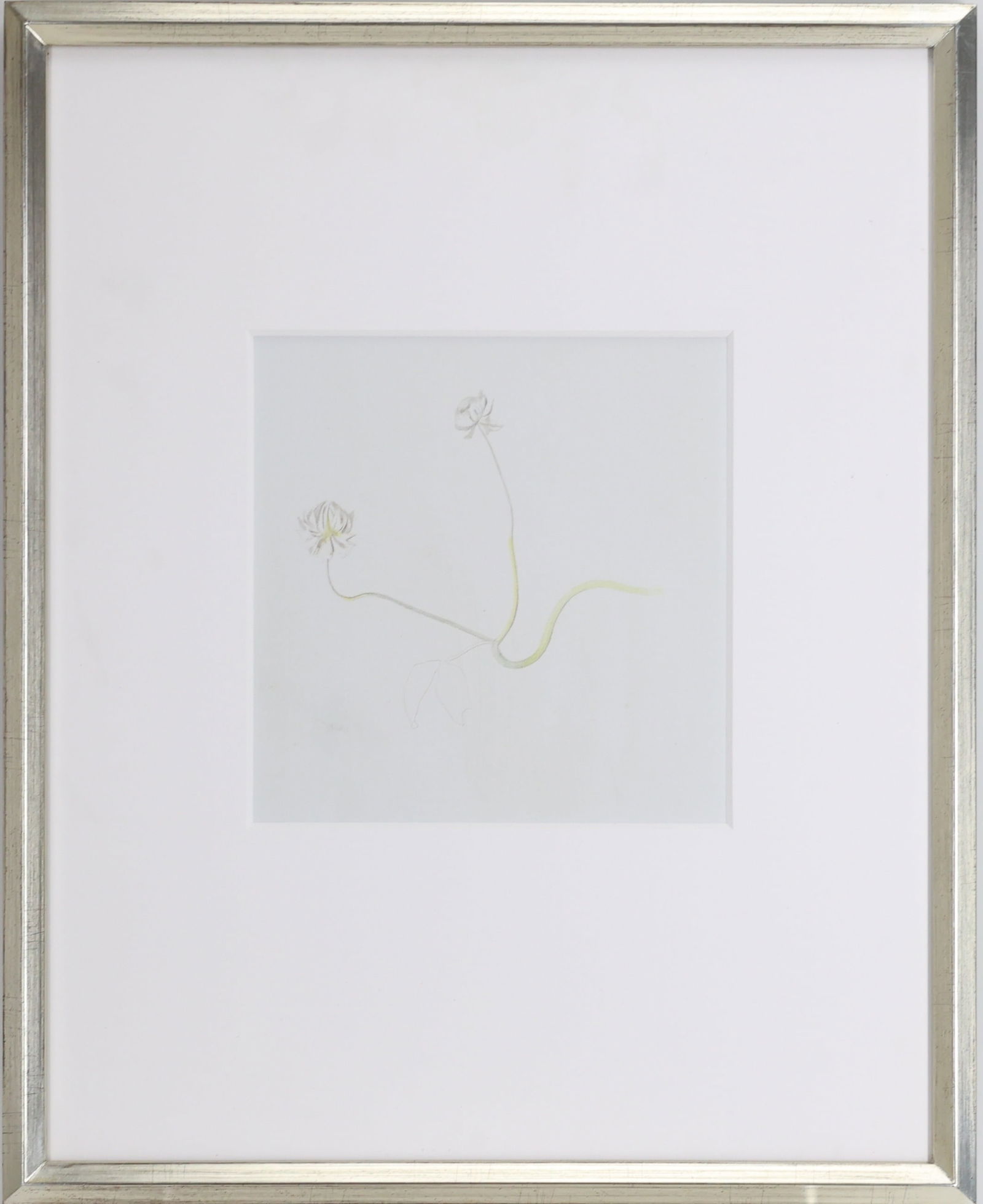 Joseph Stella (1877 - 1946): silver point and crayon on paper, "Two Clover Blossoms", c. 1919. Provenance: Heath Gallery and Richard York Gallery. 8.5"h x 8.5"w image size, 14"h x 10"w sheet size.