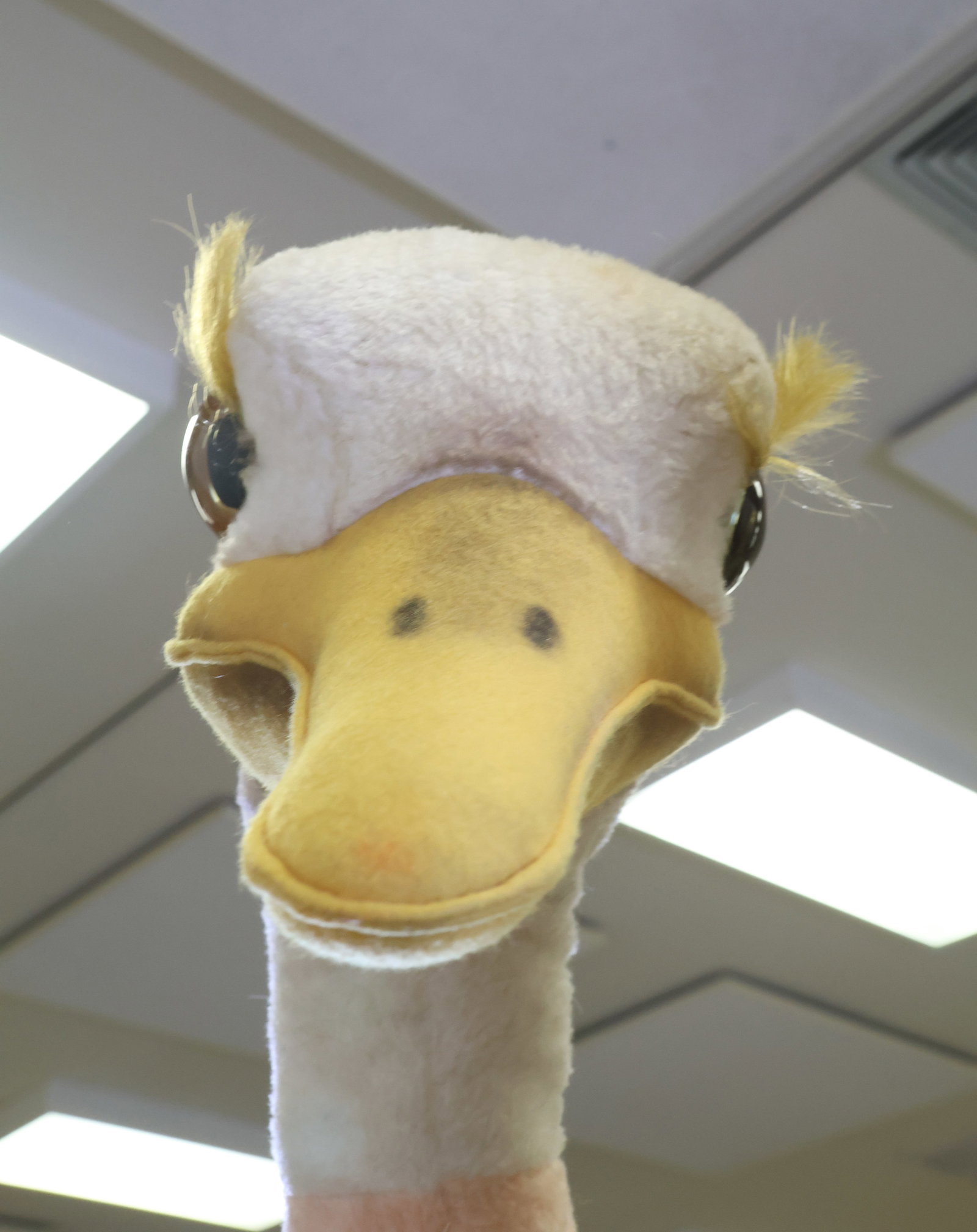 Steiff Studio Ostrich - 4