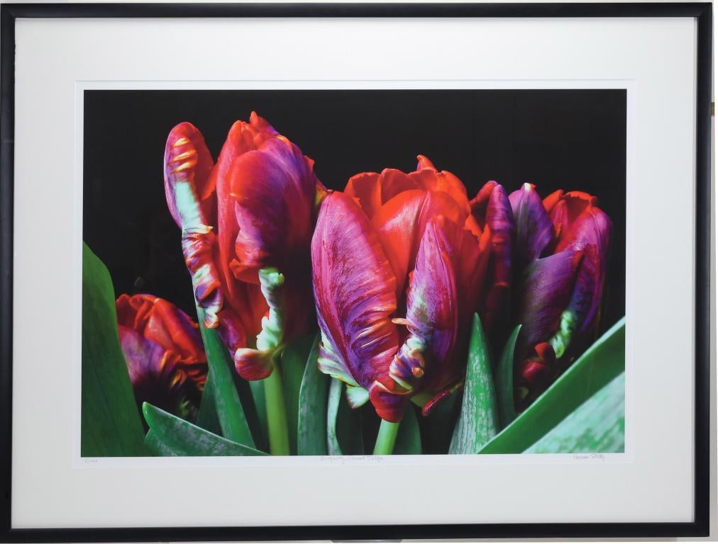 Thomas (Tom) Stiltz (b. 1948): Pigmented archival photo on museum paper, "Tulips", SLR. Still life of parrot tulips. 21"h x 31"w sight and 29"h x 29"w framed