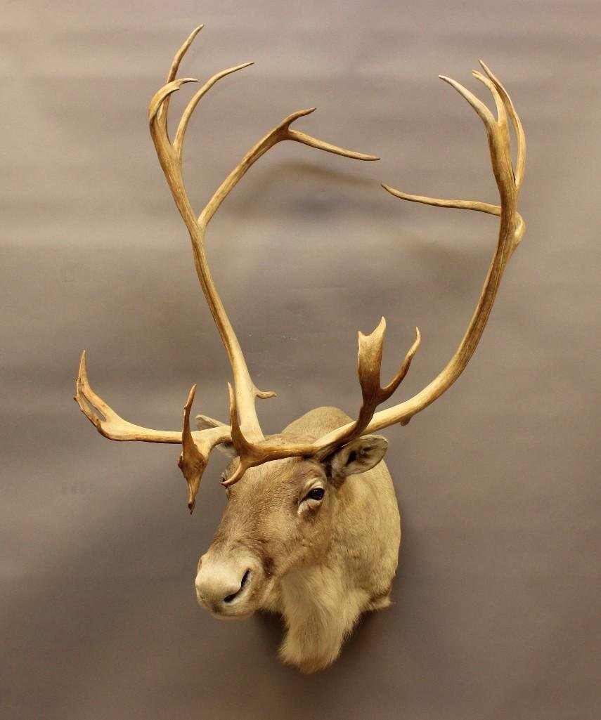 Barren Ground Caribou Shoulder Mount (1 of 3)