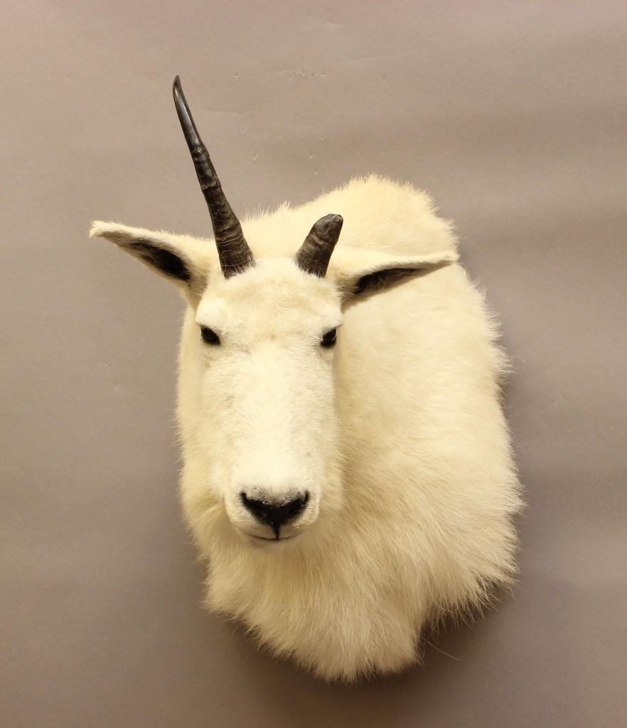 One Horn Goat Shoulder Mount (1 of 3)