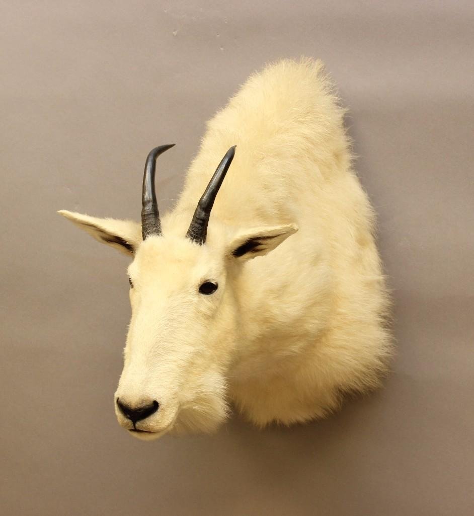 Mountain Goat Shoulder Mount (1 of 3)