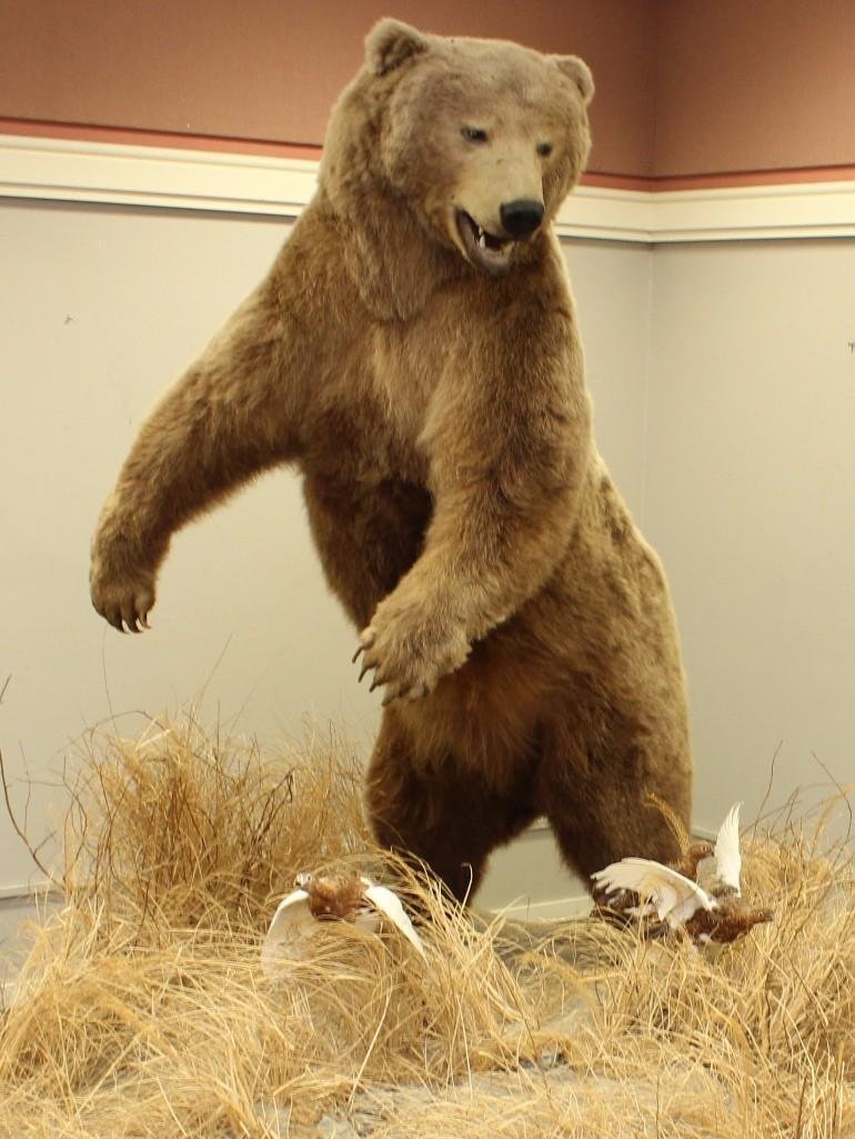 Kodiak Brown Bear (In the World Record Book)