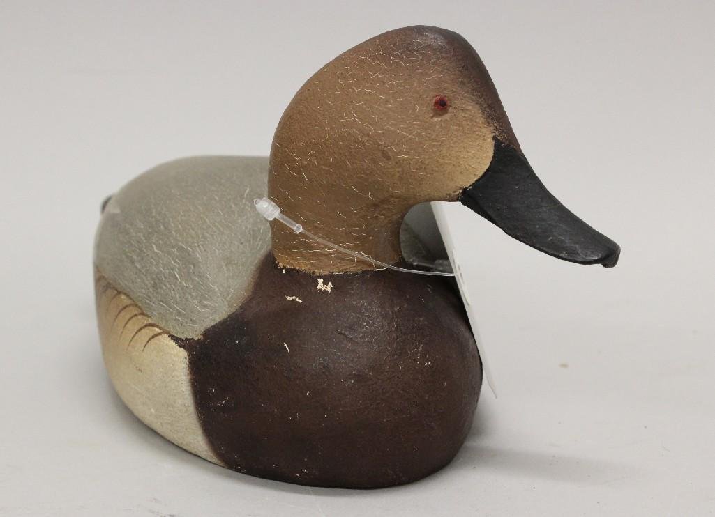 Canvasback Hen- Ward Brothers (1 of 6)