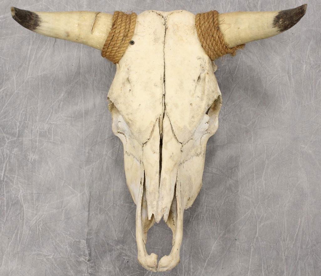Steer Skull Roped Horns (1 of 3)