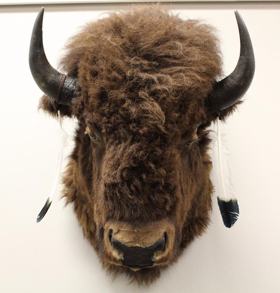 Buffalo Shoulder Mount (1 of 4)