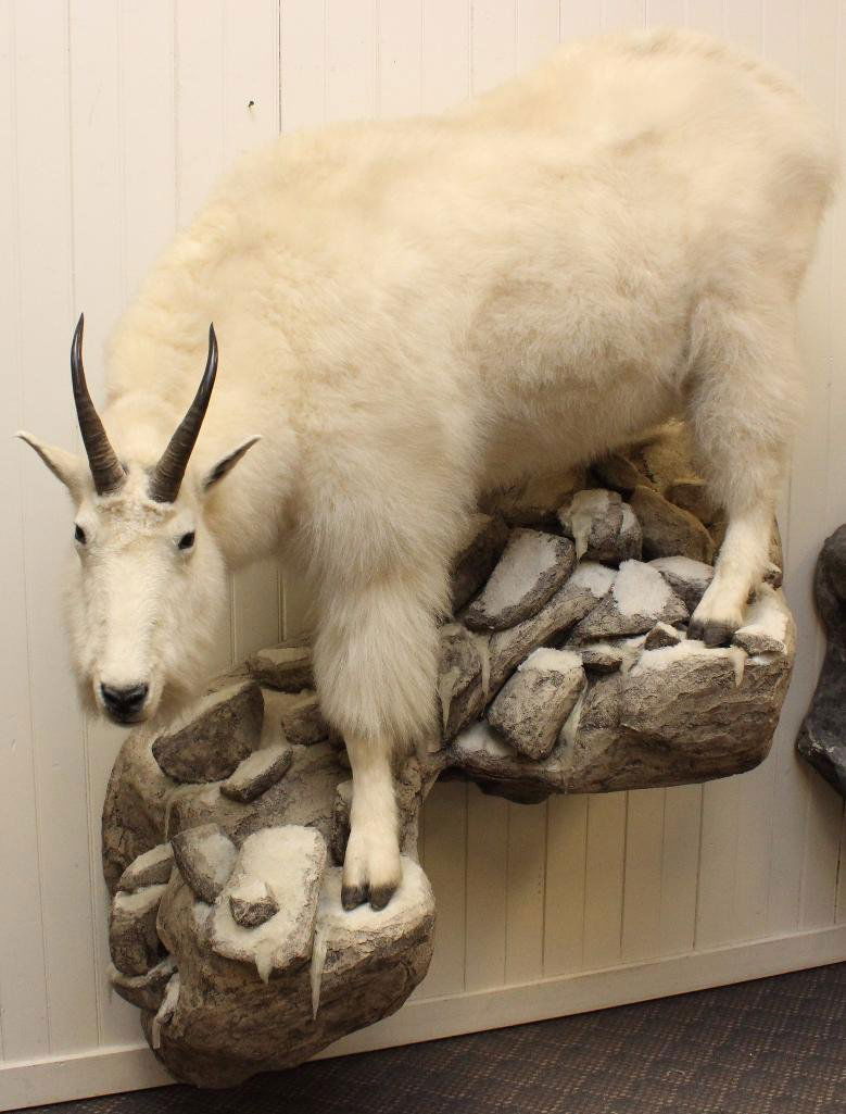Mountain Goat Full Body Mount: Origin Taken - British Columbia. SCI score 31 1/8, with wall mount stand.