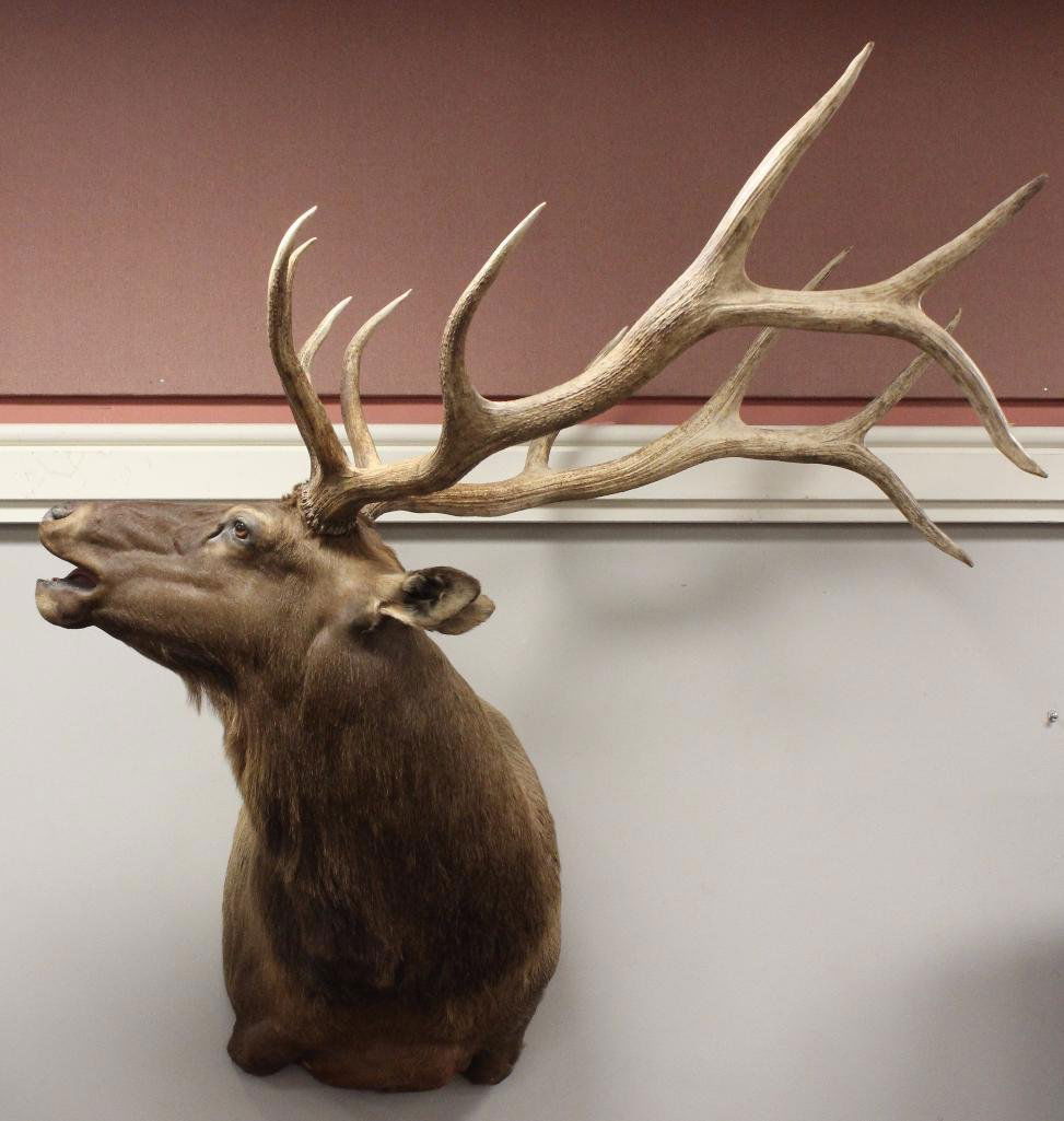 Bugling Bull Elk Shoulder Mount