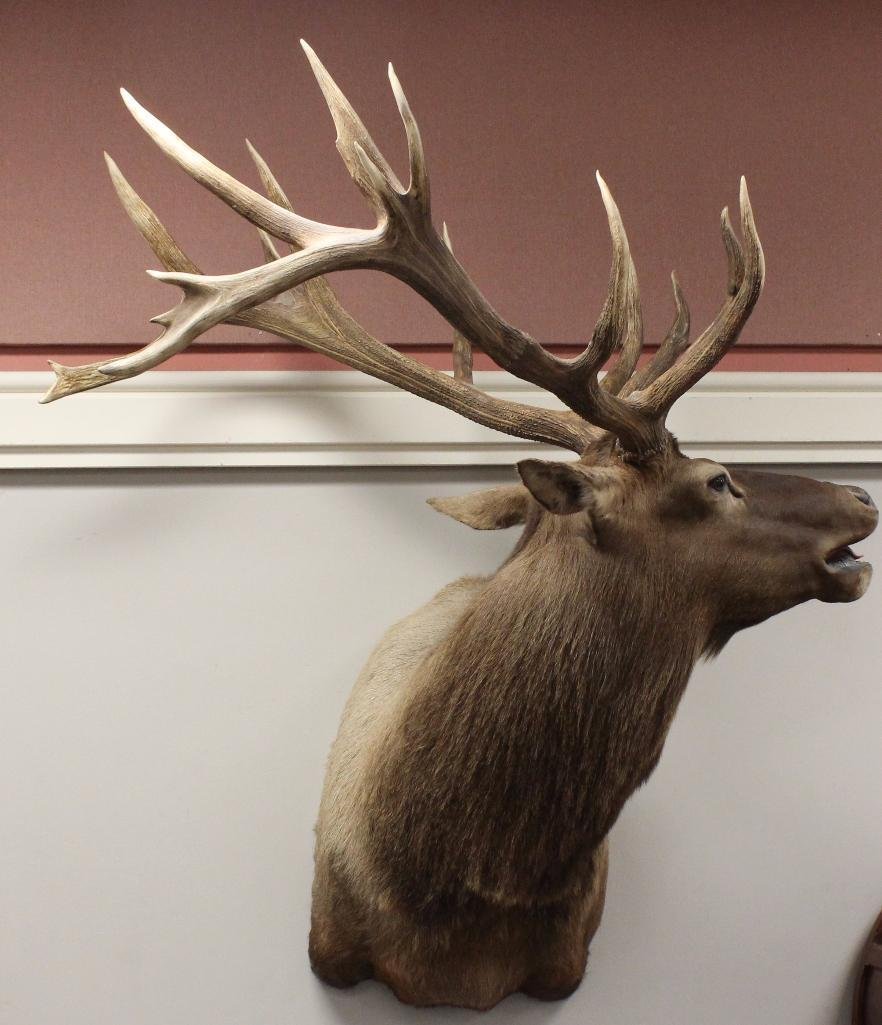 Bugling Bull Elk Shoulder Mount: Origin Taken - Unknown, 8 x 10.