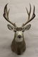 Mule Deer Shoulder Mount